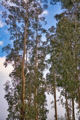 Fototapeta premium An eucalyptus forest on madeira, very tall green trees, Maderia Island, Portugal