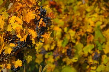 Bunch of red grapes on the vine bush at the vineyard plantation during sunset, close up view.