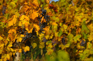 Bunch of red grapes on the vine bush at the vineyard plantation during sunset, close up view.