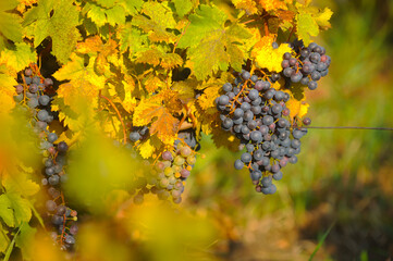 Bunch of red grapes on the vine bush at the vineyard plantation during sunset, close up view.