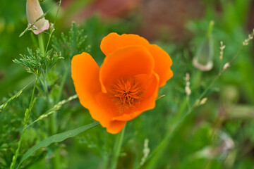 Orange Yellow flowers of eschscholzia californica or golden californian poppy, cup of gold, flowering plant in family papaveraceae. Selective focus. Madeira Islands, Portugal