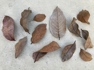 variety kind of dried natural brown leaves lay on the clear cement floor