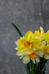 Fototapeta premium Panoramic grunge background with yellow daffodil flowers. Pattern with a bouquet of daffodils flowers on a dark background. Wide angle web banner mockup with copy space