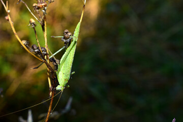 A large green grasshopper sits on a stalk of grass.