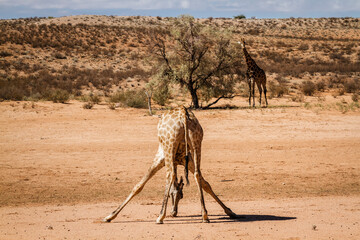 Giraffe head down in sand in desert in Kgalagadi transfrontier park, South Africa ; Specie Giraffa camelopardalis family of Giraffidae