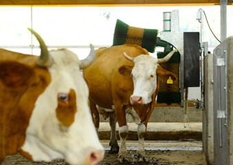 Organic raised cows. Organic cow farm. day photo indoors.