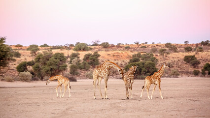 Fototapeta na wymiar Giraffe couple and two cubs in dry land scenery in Kgalagadi transfrontier park, South Africa ; Specie Giraffa camelopardalis family of Giraffidae