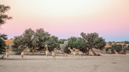 Small group of Giraffes in dry land scenery in Kgalagadi transfrontier park, South Africa ; Specie Giraffa camelopardalis family of Giraffidae