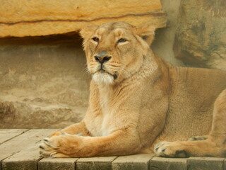 Wild animals - Prague Zoo - Praha - Lion - Monkey - Bison - Fox