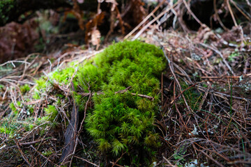 Naklejka na ściany i meble green moss background texture beautiful in nature