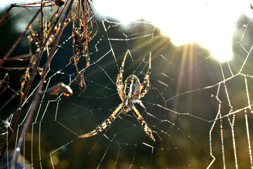 The wasp spider sits on a web under the rays of the sun.