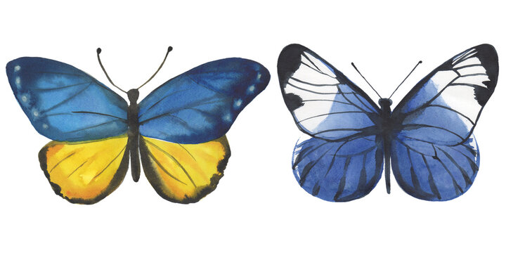 Watercolor colorful butterflies, isolated on white background. Blue & yellow butterfly spring illustration. Hand drawn art design