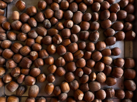 Photo of hazelnuts on a tray on table. Hazelnut nut health organic brown. Top view
