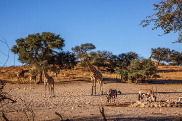 Giraffe and South African Oryx at waterhole in Kgalagadi transfrontier park, South Africa ; Specie Giraffa camelopardalis family of Giraffidae