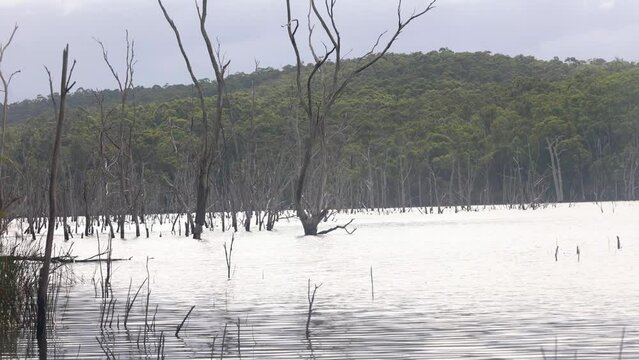 Beautiful scenery of dead trees in a lake in baw baw country Australia.