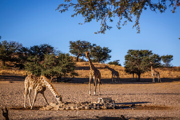 Group of Giraffes drinking at waterhole in Kgalagadi transfrontier park, South Africa ; Specie Giraffa camelopardalis family of Giraffidae