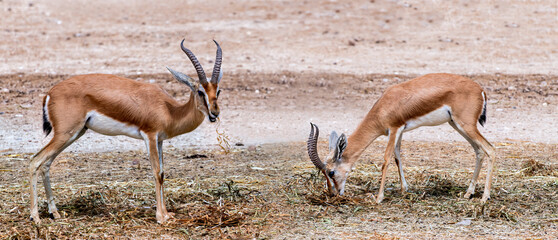 Dorcas gazelle (Gazella dorcas) inhabits nature desert reserves in the Middle East. Expanding human...