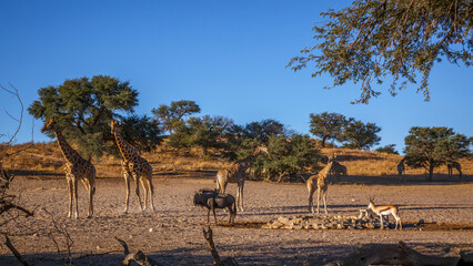 Small group of Giraffes at waterhole in Kgalagadi transfrontier park, South Africa   Specie Giraffa camelopardalis family of Giraffidae © PACO COMO