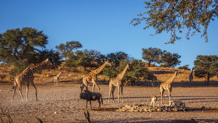 Small group of Giraffes at waterhole in Kgalagadi transfrontier park, South Africa   Specie Giraffa camelopardalis family of Giraffidae © PACO COMO