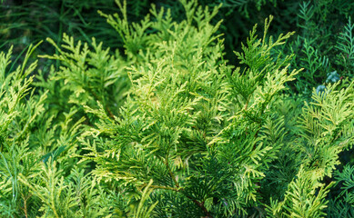Close-up yellow-green texture of leaves western thuja (Thuja occidentalis). Nature landscape, fresh wallpaper and nature background concept. Selective focus.