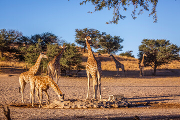 Giraffe female with two cubs drinking at waterhole in Kgalagadi transfrontier park, South Africa ; Specie Giraffa camelopardalis family of Giraffidae