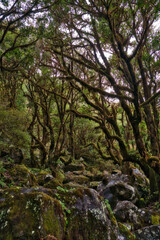 Fototapeta na wymiar Beautiful green nature view of the UNESCO Laurissilva forest Laurel forest in the mountains of Madeira in spring