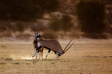 South African Oryx running in morning light dust in Kgalagadi transfrontier park, South Africa; specie Oryx gazella family of Bovidae