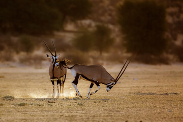 South African Oryx running in morning light dust in Kgalagadi transfrontier park, South Africa; specie Oryx gazella family of Bovidae