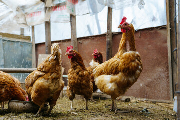 brown hens peck grain in the coop