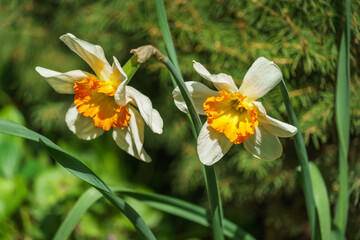 Fototapeta premium Close-up of beautiful white narcissus flower in spring garden. Big white daffodils or jonquils on green blurred background. Springtime landscape, fresh wallpaper, nature concept.