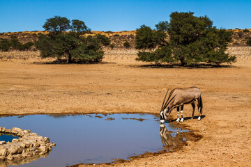 South African Oryx drinking in waterhole in desert land in Kgalagadi transfrontier park, South...