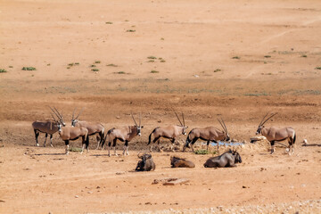 Fototapeta na wymiar South African Oryx and blue wildebeest at waterhole in desert in Kgalagadi transfrontier park, South Africa; specie Oryx gazella and Specie Connochaetes taurinus family of Bovidae