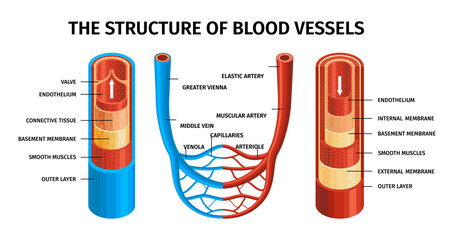Realistic Blood Vessels Artery And Vein Composition