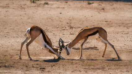 Two Springbok dueling in Kgalagari transfrontier park, South Africa ; specie Antidorcas marsupialis...