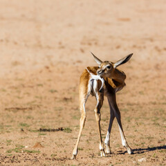 Rear view of cute young Springbok in Kgalagari transfrontier park, South Africa ; specie Antidorcas marsupialis family of Bovidae - obrazy, fototapety, plakaty
