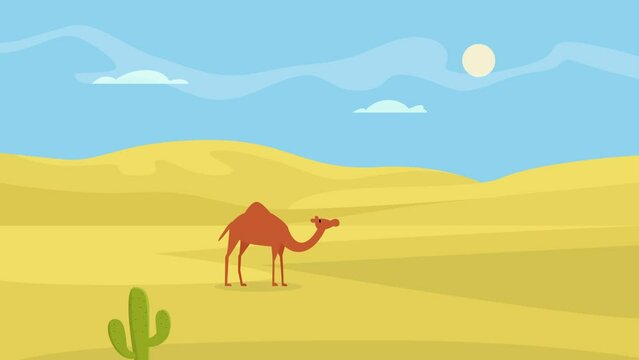 Camel standing on the oasis desert
