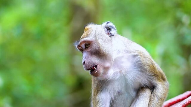 Close up of monkey chewing foods at park