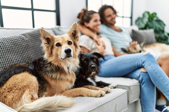 Man and woman couple smiling confident and hugging each other sitting on sofa with dogs at home - Powered by Adobe