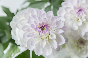 Flowers white chrysanthemum bouquet on a light background