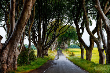 Spectacular Dark Hedges in County Antrim, Northern Ireland on cloudy foggy day. Avenue of beech trees along Bregagh Road between Armoy and Stranocum. Empty road without tourists