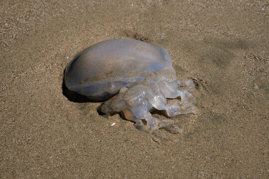 Beached dead jellyfish on the shore