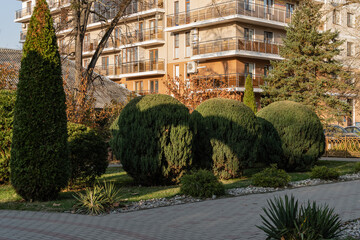Topiary art in park design. Sheared junipers in autumn park of resort town of Goryachy Klyuch....