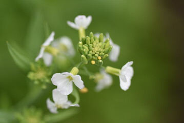 Japanese white radish flowers. Brassicaceae vegetables. Four-petaled white and light purple flowers are borne from April to May. 