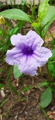 Purple Ruellia Tuberosa flower in the garden