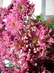 Mum Grape Queen (Mum, Football Style Chrysanthemum) fully bloom at garden in Gangtok, Sikkim. Around 4000 variety species of flowers are found in Eastern Himalayas including Sikkim during spring.