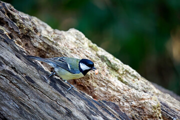 Great tit at a woodland feeding site