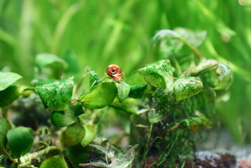 水草についた苔を食べるレッドラムズホーン