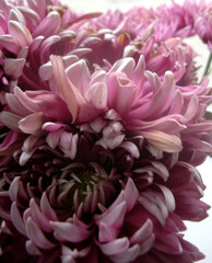 Mum Grape Queen (Mum, Football Style Chrysanthemum) fully bloom at garden in Gangtok, Sikkim. Around 4000 variety species of flowers are found in Eastern Himalayas including Sikkim during spring.