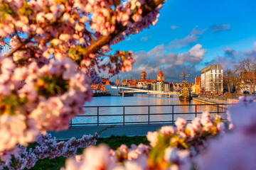 Sunrise by the Motława River with a view of Gdańsk through the blooming cherry trees