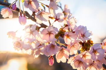 Blooming cherry trees at sunrise. Poland